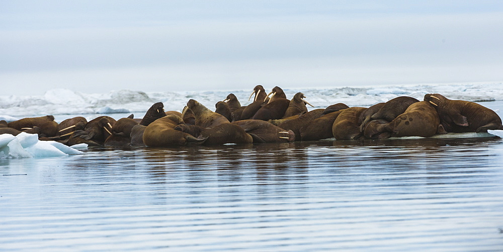 Group of Walrus (Odobenus rosmarus) resting on an ice floe, Krasin Bay, Wrangel Island, UNESCO World Heritage Site, Chuckchi Sea, Chukotka, Russian Far East, Russia, Eurasia 