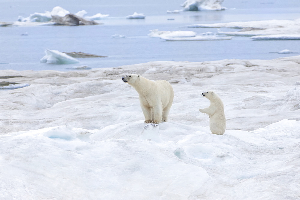 Mother polar bear with one cub (Ursus Maritimus), Wrangel Island, UNESCO World Heritage Site, Chuckchi Sea, Chukotka, Russian Far East, Russia, Eurasia 