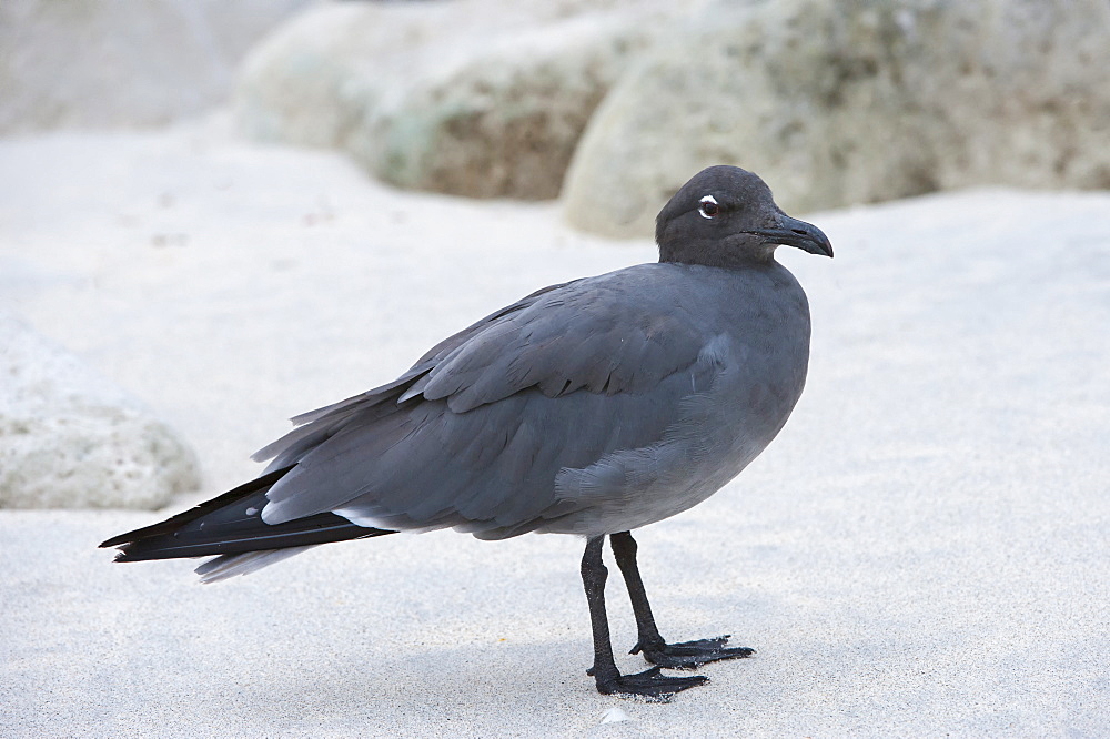 Lava gull (Leucophaeus fuliginosus), Genovesa Island, Galapagos, UNESCO World Heritage Site, Ecuador, South America