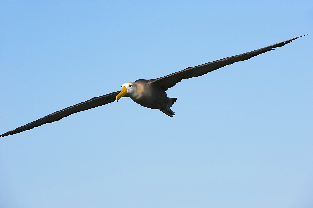 Waved albatross (Phoebastria irrorata ) in flight, Hispanola Island, Galapagos, Ecuador, South America