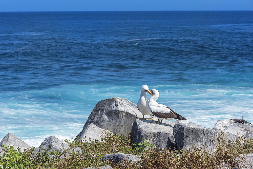 Nazca booby (Sula granti), Hispanola Island, Galapagos, UNESCO World Heritage Site, Ecuador, South America