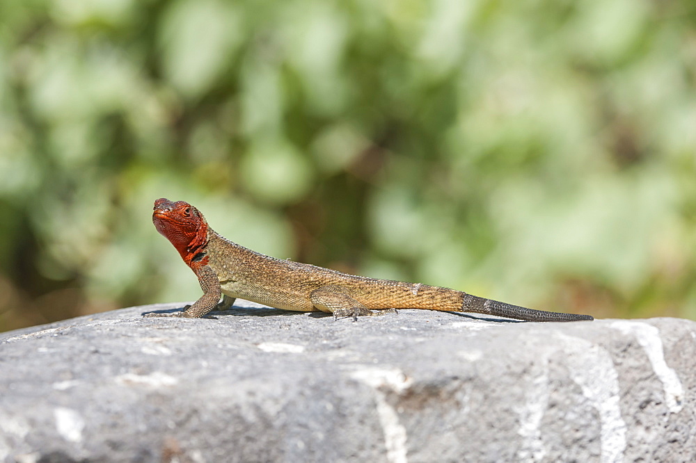 Galapagos Lava Lizard (Microlophus albemarlensis), Hispanola Island, Galapagos, UNESCO World Heritage Site, Ecuador, South America