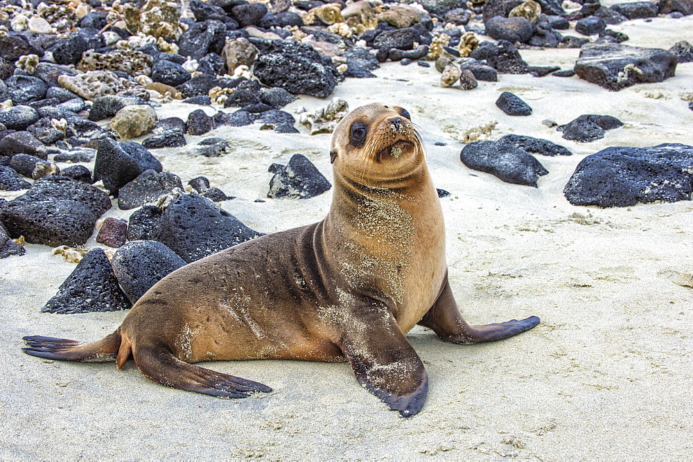 Galapagos sea lion pup (Zalophus californianus wollebaeki), Galapagos, UNESCO World Heritage Site, Ecuador, South America