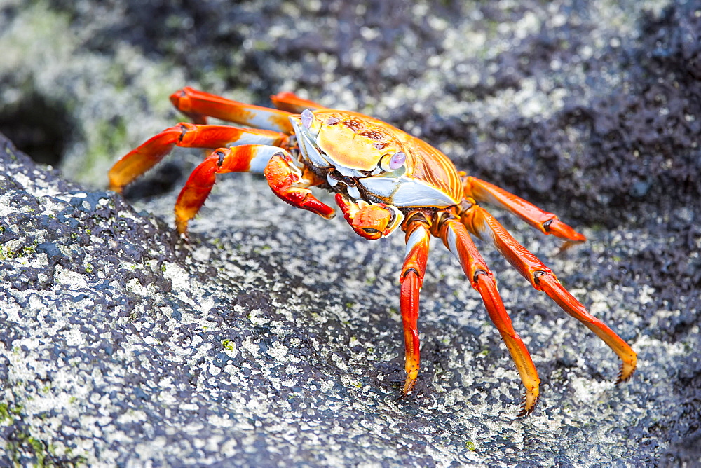 Sally Lightfoot crab (Grapsus grapsus), Galapagos, Ecuador, South America