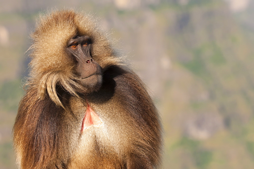 Gelada baboon (Theropithecus Gelada), Simien Mountains National Park, Amhara region, North Ethiopia, Africa 