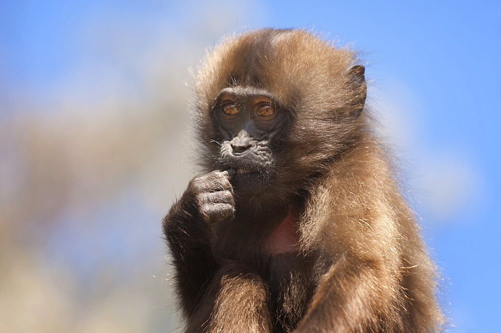 Baby Gelada baboon (Theropithecus Gelada), Simien Mountains National Park, Amhara region, North Ethiopia, Africa 