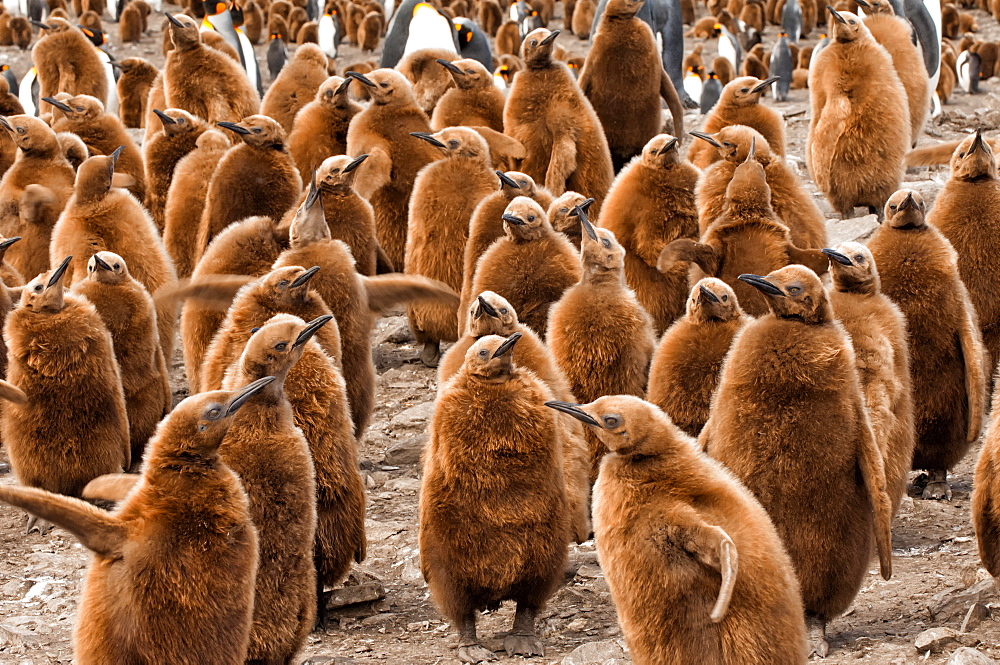 King penguin (Aptenodytes patagonicus) rookery, St. Andrews Bay, South Georgia Island, Polar Regions 