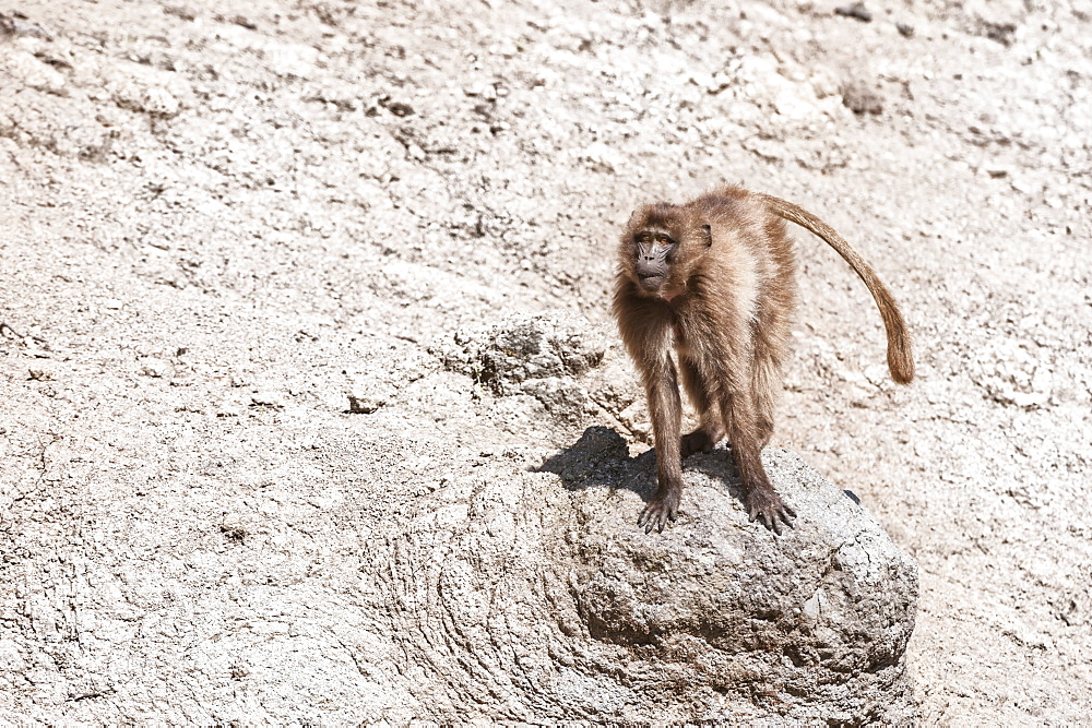 Gelada baboon (Theropithecus Gelada), Simien Mountains National Park, Amhara region, North Ethiopia, Africa 