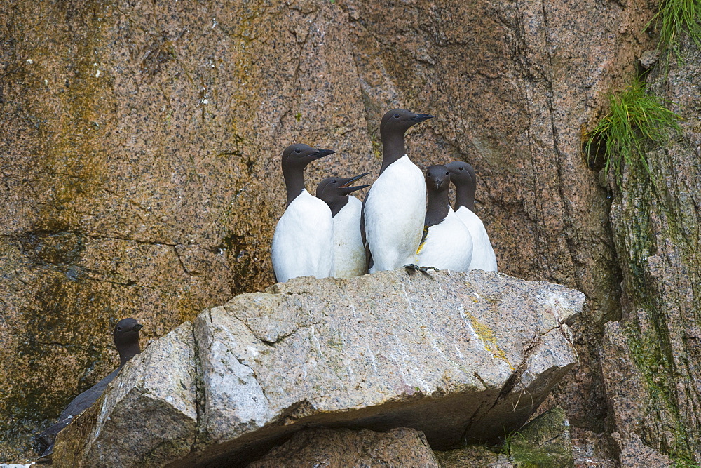 Common Murres ( Guillemots) (Uria aalge), Cape Achen, Chukotka, Russia, Eurasia