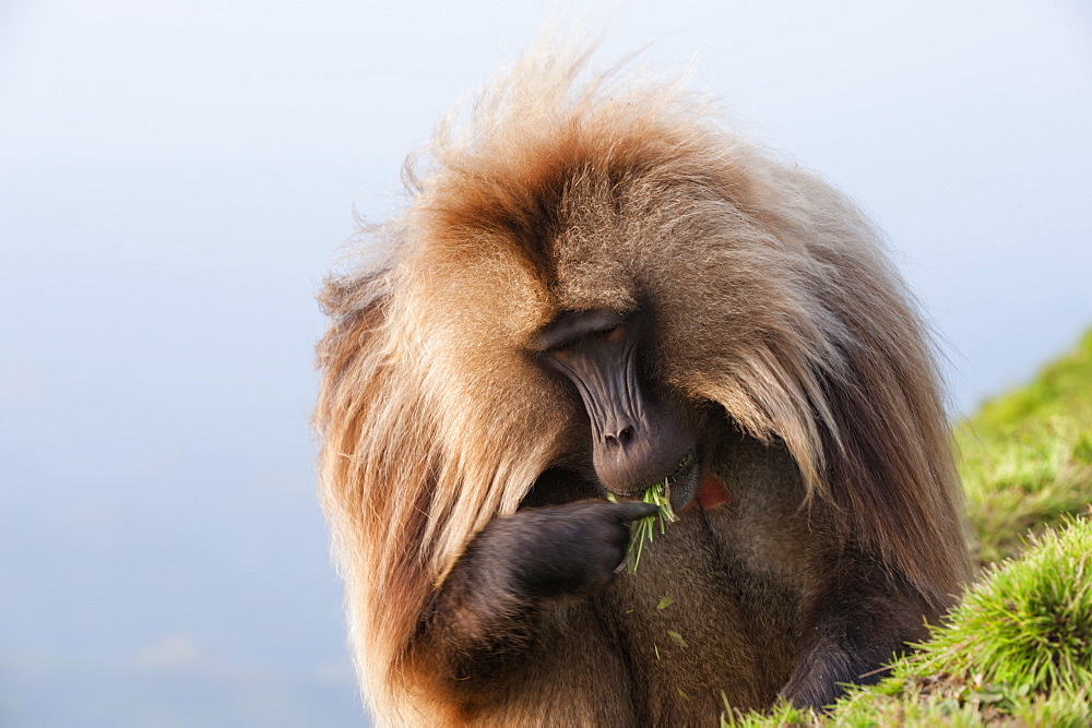 Gelada baboon (Theropithecus Gelada), Simien Mountains National Park, Amhara region, North Ethiopia, Africa 