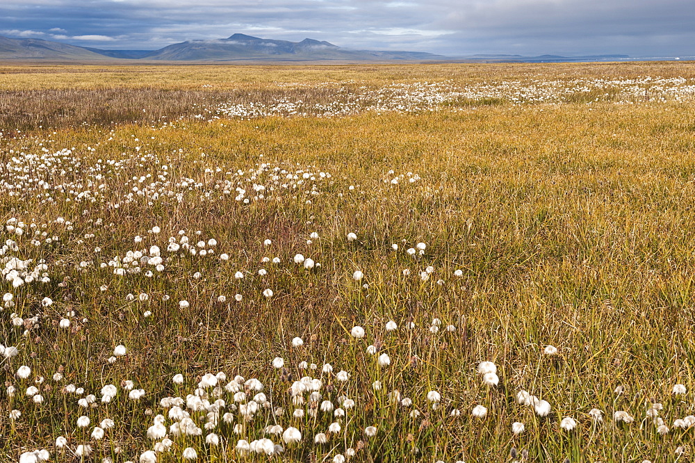 Tundra, Wrangel Island, UNESCO World Heritage Site, Chukotka, Russian Far East, Eurasia