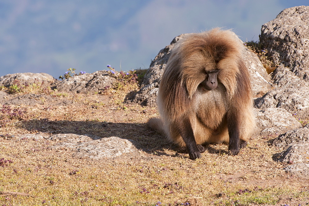 Gelada baboon (Theropithecus Gelada), Simien Mountains National Park, Amhara region, North Ethiopia, Africa 