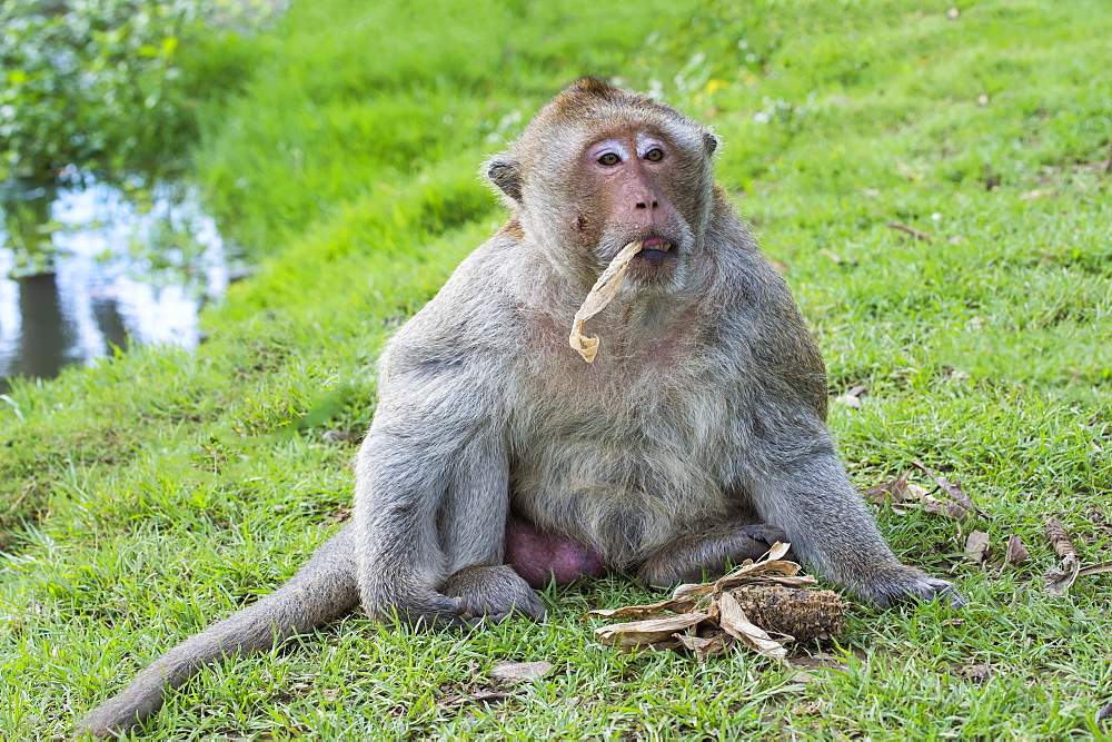 Long-tailed Macaque (Crab-eating Macaque) (Macaca fascicularis), Thailand, Southeast Asia, Asia