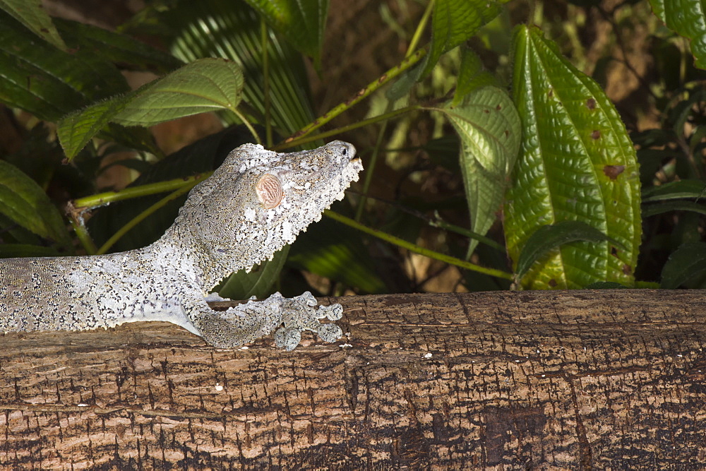 Leaf-tailed gecko (Uroplatus fimbriatus), Madagascar, Africa