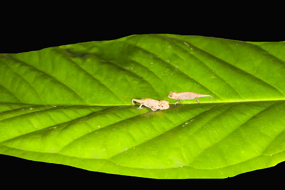 Juvenile Peyrieras' pygmy chameleon (Brookesia peyrierasi), Nosy Mangabe, Maroantsera, Madagascar, Africa