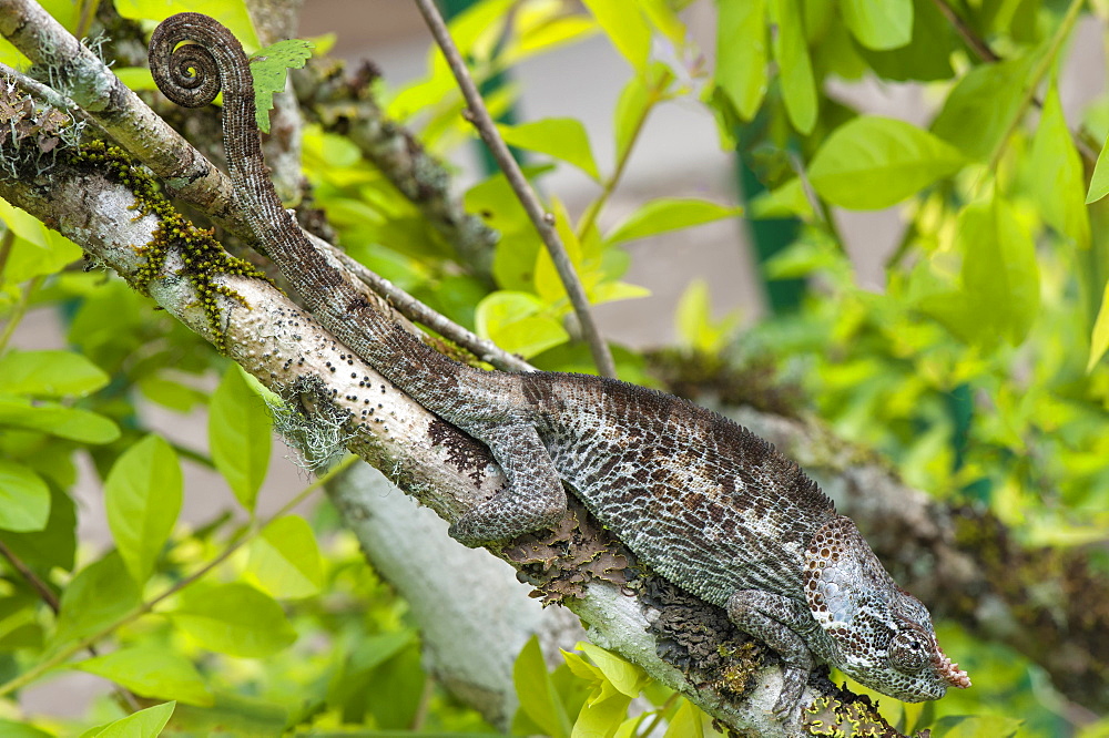 Elephant-eared Chameleon (short-horned Chameleon) (Calumma brevicornis), Madagascar, Africa