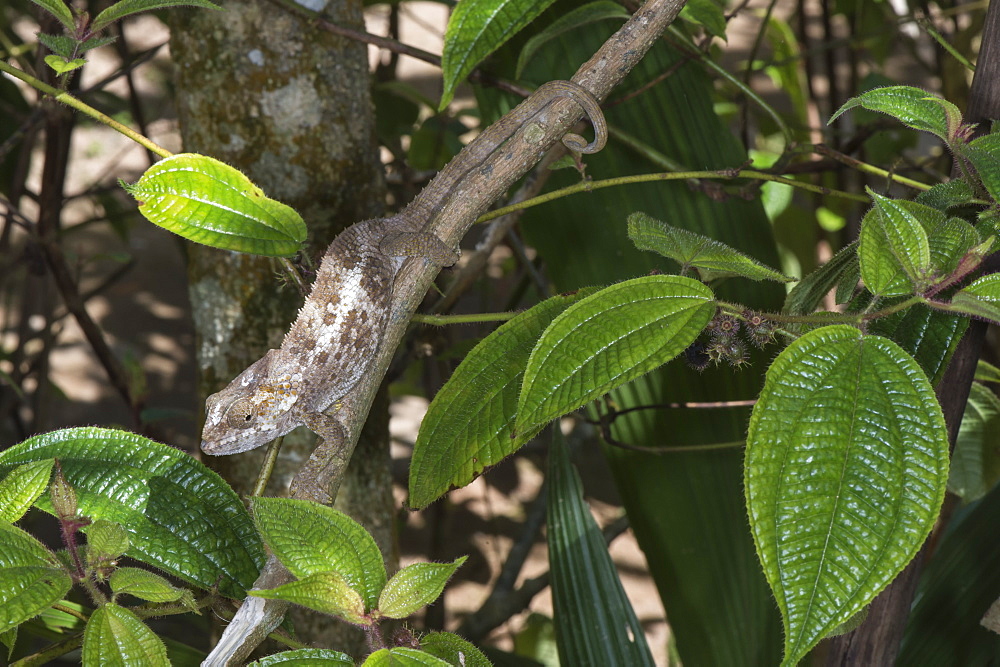 Elephant-eared Chameleon (short-horned chameleon) (Calumma brevicornis) female, Madagascar, Africa