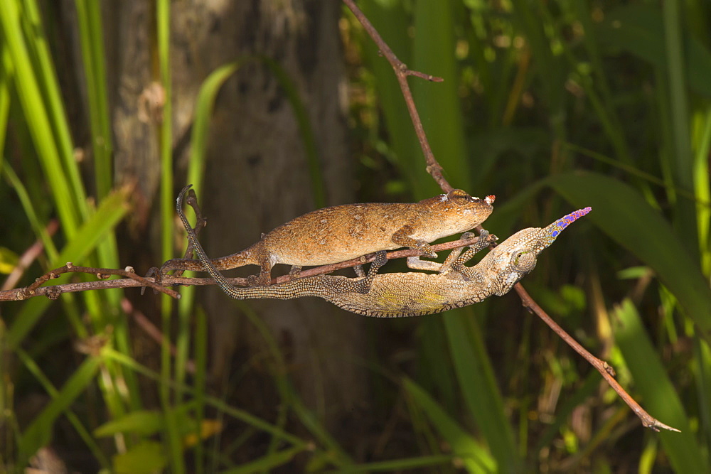 Couple of Blade chameleons (Calumma gallus), Madagascar, Africa