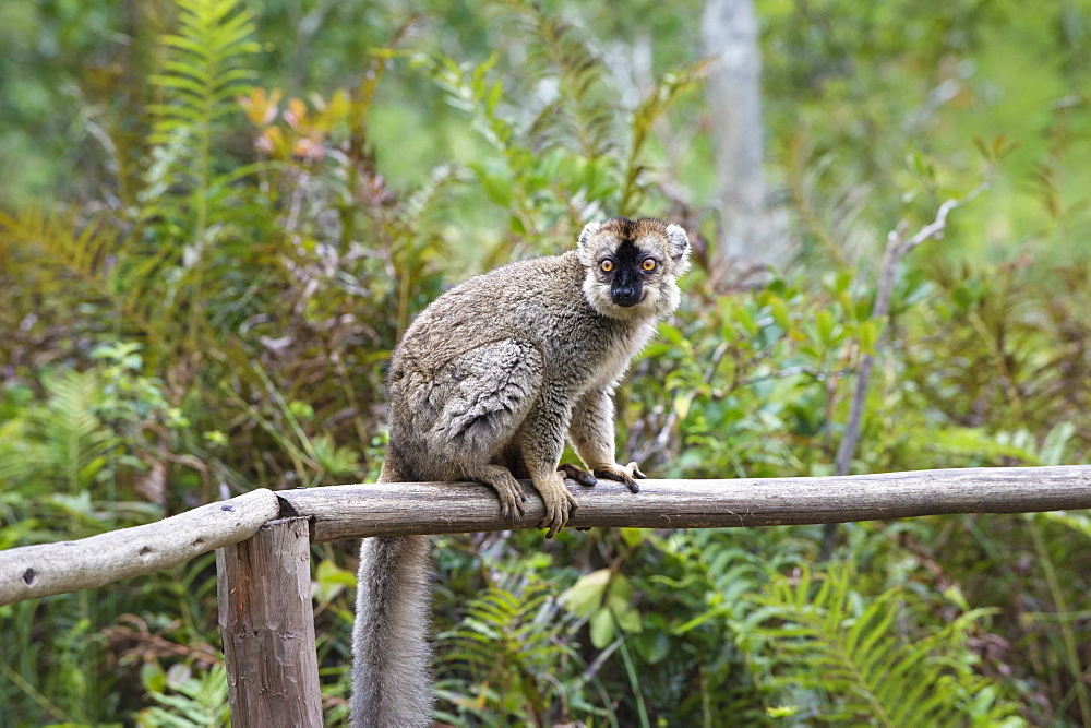 Red-fronted Brown Lemur (Eulemur rufus), Andasibe-Mantadia National Park, Madagascar, Africa