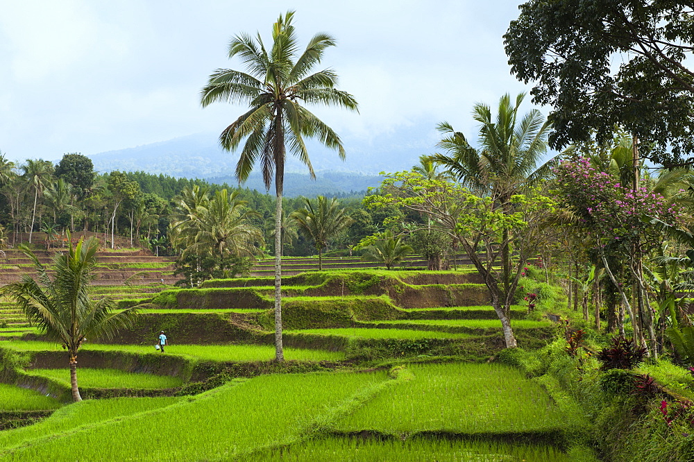 Rice terraces on the slope of the Kawah Ijen (Ijen crater), Banyuwangi, East Java, Indonesia, Southeast Asia, Asia