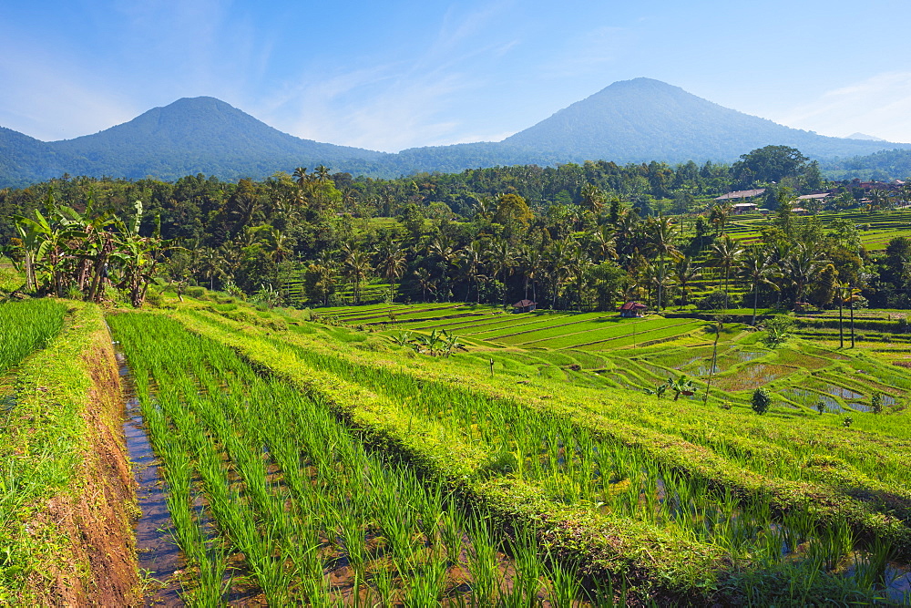 Rice terraces, Jatiluwih, UNESCO World Heritage Site, Bali, Indonesia, Southeast Asia, Asia