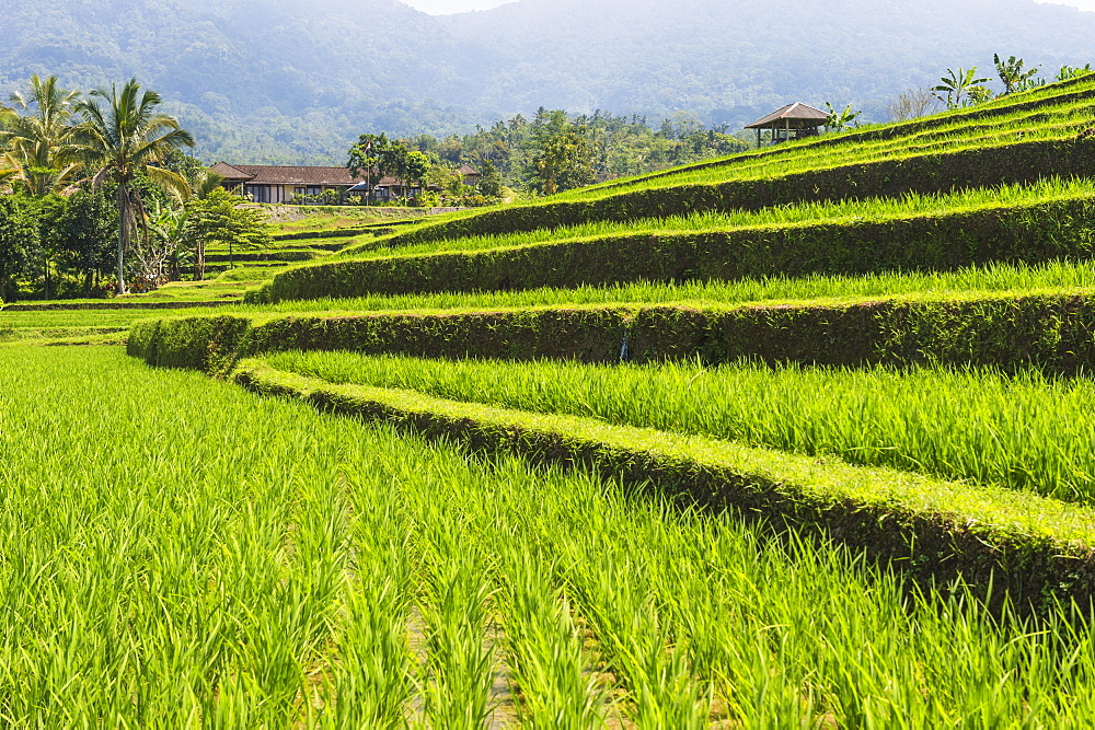 Rice terraces, Jatiluwih, UNESCO World Heritage Site, Bali, Indonesia, Southeast Asia, Asia