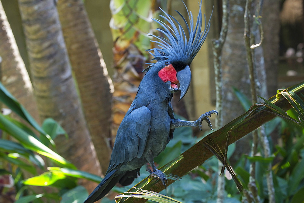 Palm cockatoo (great palm cockatoo) (Probosciger aterrimus), Bali Bird Park, Indonesia, Southeast Asia, Asia