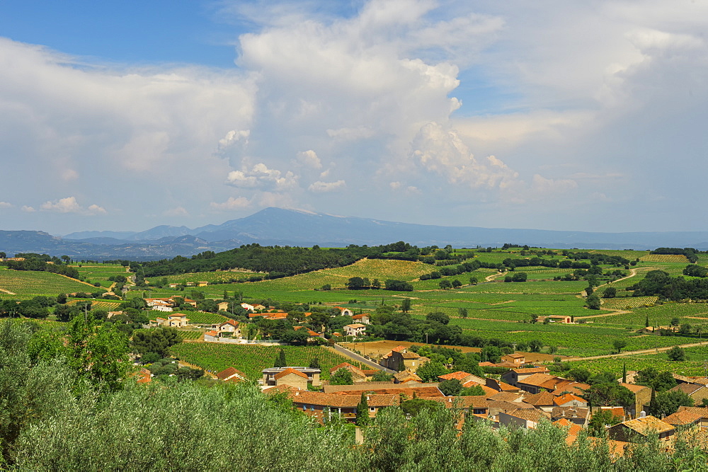 Countryside around Chateuneuf du Pape, Vaucluse, Provence Alpes Cote d'Azur region, France, Europe