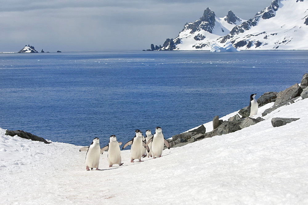 Chinstrap penguins (Pygoscelis Antarctica) walking up a glacial ice cap, Half Moon Island, South Shetland Island, Antarctic Peninsula, Antarctica, Polar Regions 