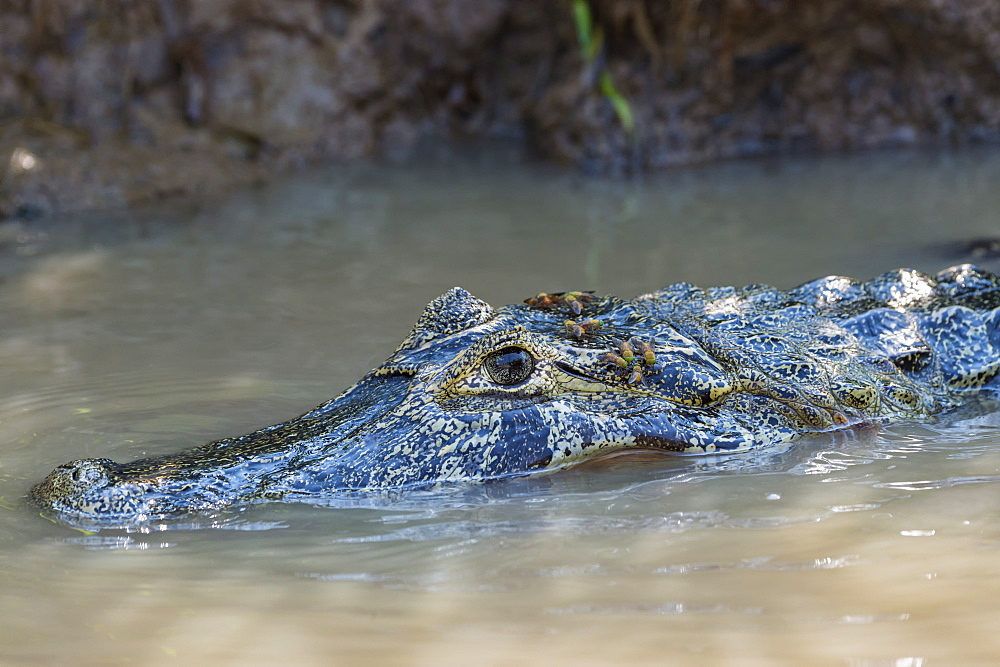 Yacare caiman (Caiman yacare) in the water, Cuiaba river, Pantanal, Brazil, South America