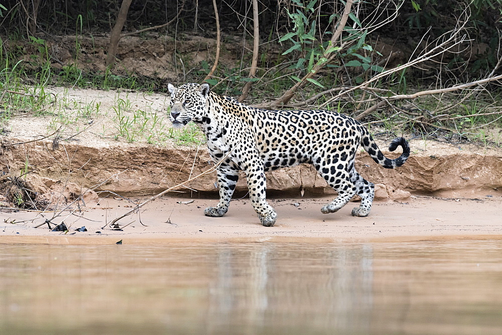 Jaguar (Panthera onca) on a riverbank, Cuiaba river, Pantanal, Mato Grosso, Brazil, South America