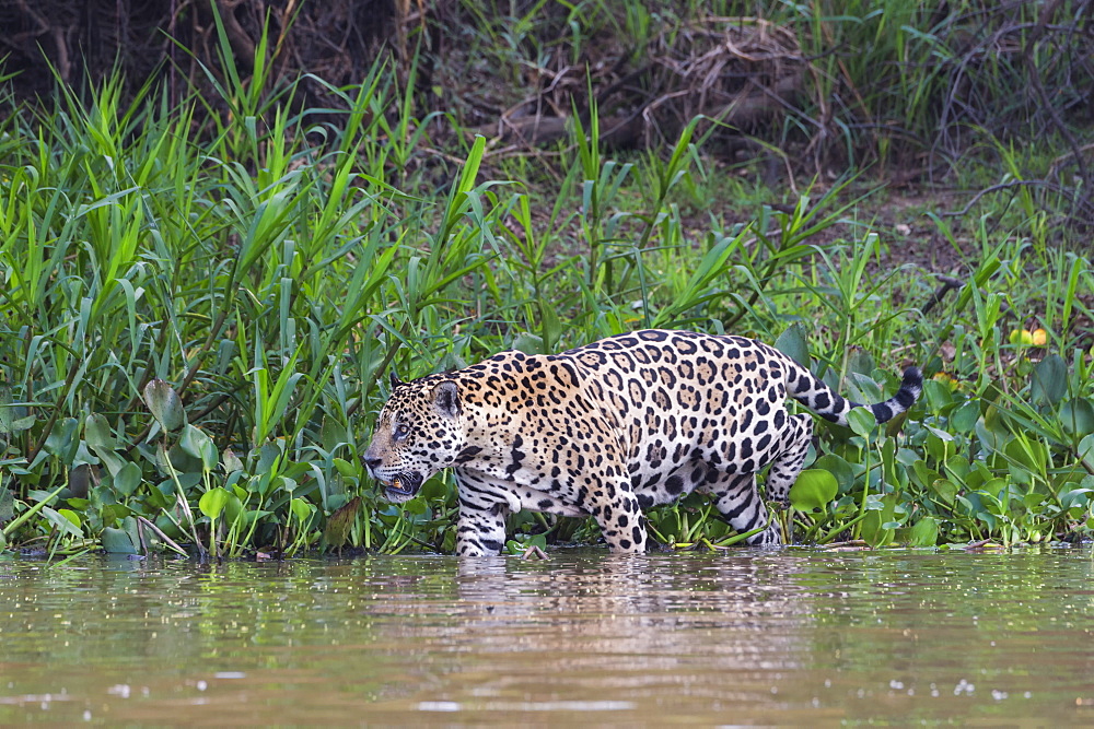 Jaguar (Panthera onca) in the water, Cuiaba river, Pantanal, Mato Grosso, Brazil, South America