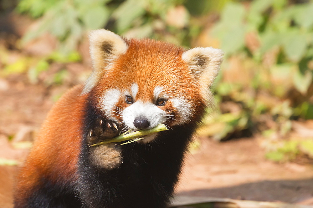 Red Panda (Ailurus fulgens), Sichuan Province, China, Asia