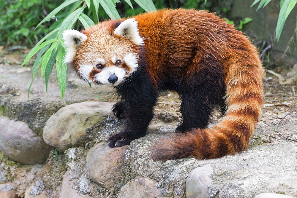 Red Panda (Ailurus fulgens), Sichuan Province, China, Asia