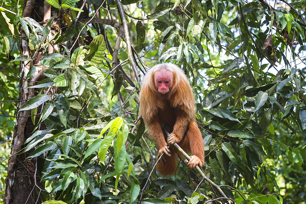 Red bald-headed Uakari monkey also known as British Monkey (Cacajao calvus rubicundus), Amazon state, Brazil, South America