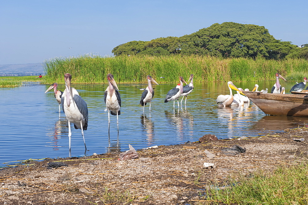 Marabou storks (Leptoptilos crumeniferus) and white pelicans (Pelecanus onocrotalus), Awasa harbour, Ethiopia, Africa 