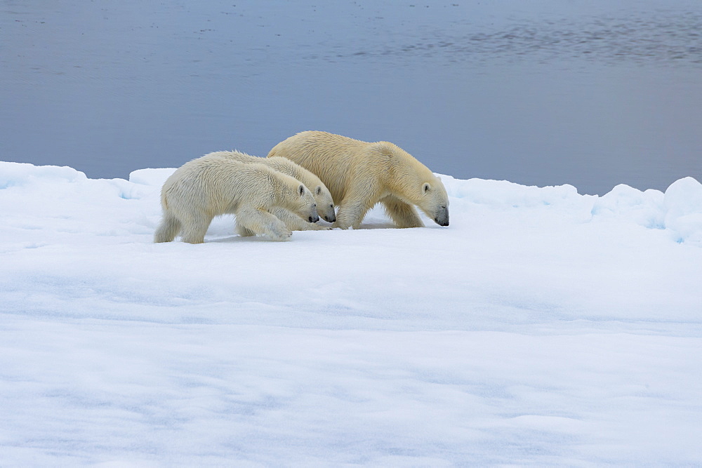 Mother polar bear (Ursus maritimus) walking with two cubs on a melting ice floe, Spitsbergen Island, Svalbard archipelago, Arctic, Norway, Scandinavia, Europe