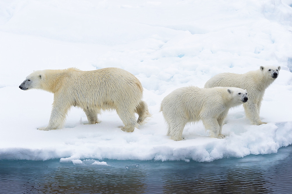 Mother polar bear (Ursus maritimus) with two cubs on the edge of a melting ice floe, Spitsbergen Island, Svalbard archipelago, Arctic, Norway, Scandinavia, Europe