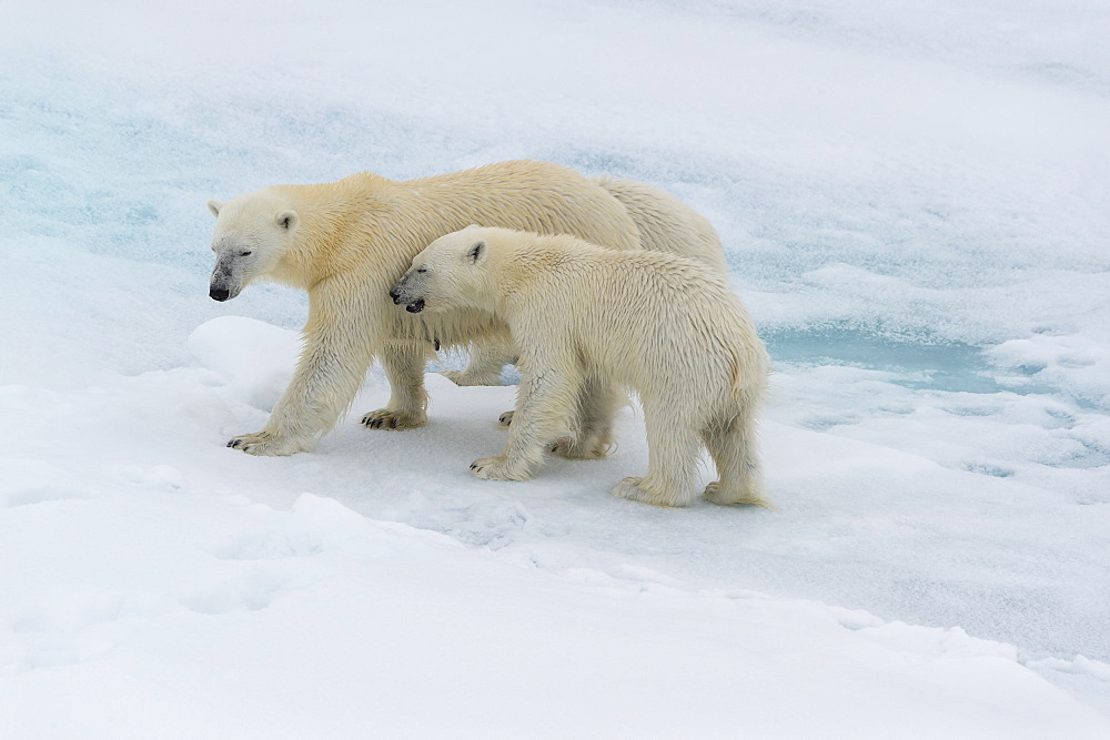 Mother polar bear (Ursus maritimus) walking with a cub on a melting ice floe, Spitsbergen Island, Svalbard archipelago, Arctic, Norway, Scandinavia, Europe