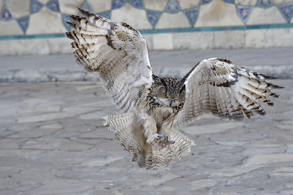 Eagle owl (Bubo bubo) in flight, Turkistan, South region, Kazakhstan, Central Asia, Asia