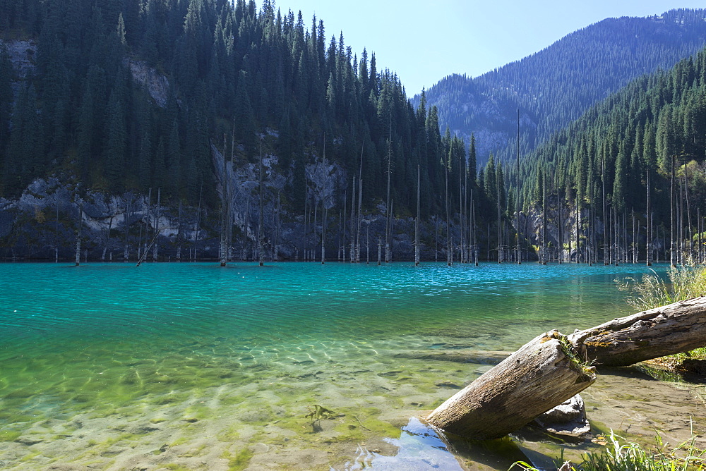 Dried trunks of Picea schrenkiana pointing out of water in Kaindy Lake, Tien Shan Mountains, Kazakhstan, Central Asia, Asia