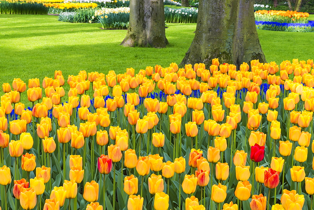 Rows of multi-coloured tulips in bloom, Keukenhof Gardens Exhibit, Lisse, South Holland, The Netherlands, Europe