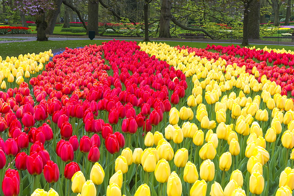 Rows of multi-coloured tulips in bloom, Keukenhof Gardens Exhibit, Lisse, South Holland, The Netherlands, Europe