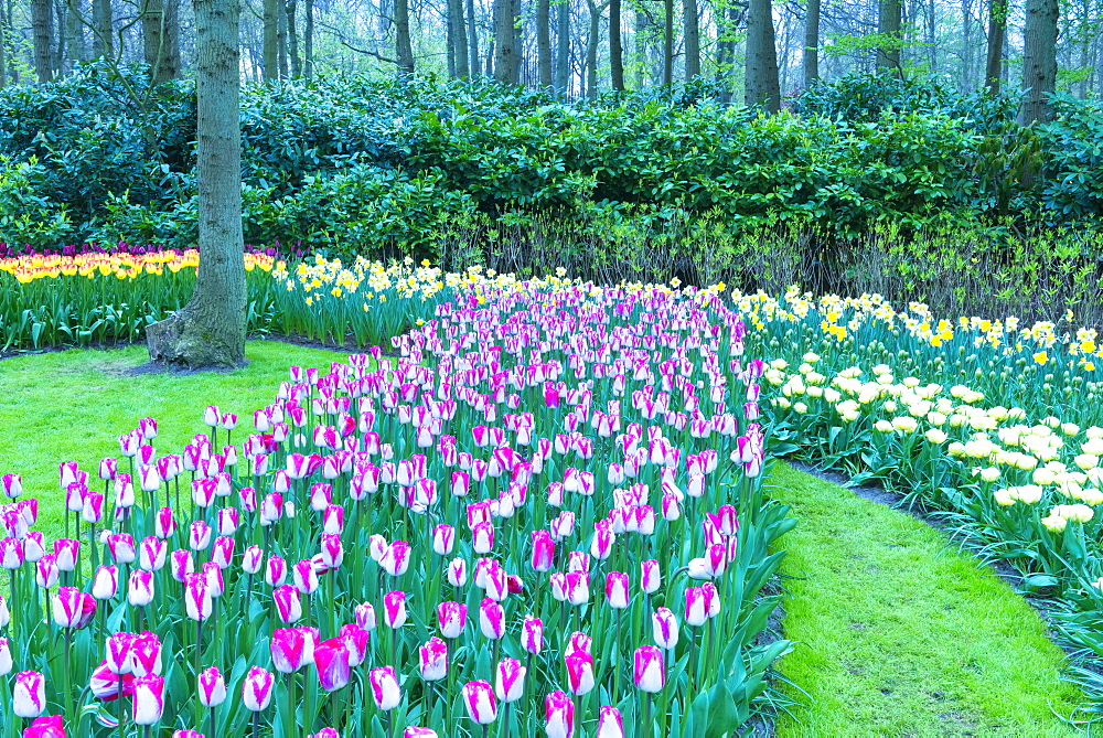 Rows of multi-coloured tulips in bloom, Keukenhof Gardens Exhibit, Lisse, South Holland, The Netherlands, Europe