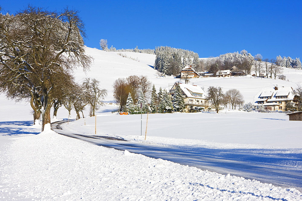 Black Forest farmhouses in winter near Sankt Peter (Saint Peter), Black Forest, Baden-Wurttemberg, Germany, Europe 