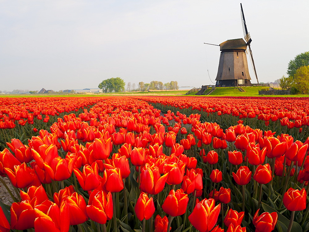 Windmill and tulip field near Schermerhorn, North Holland, Netherlands, Europe