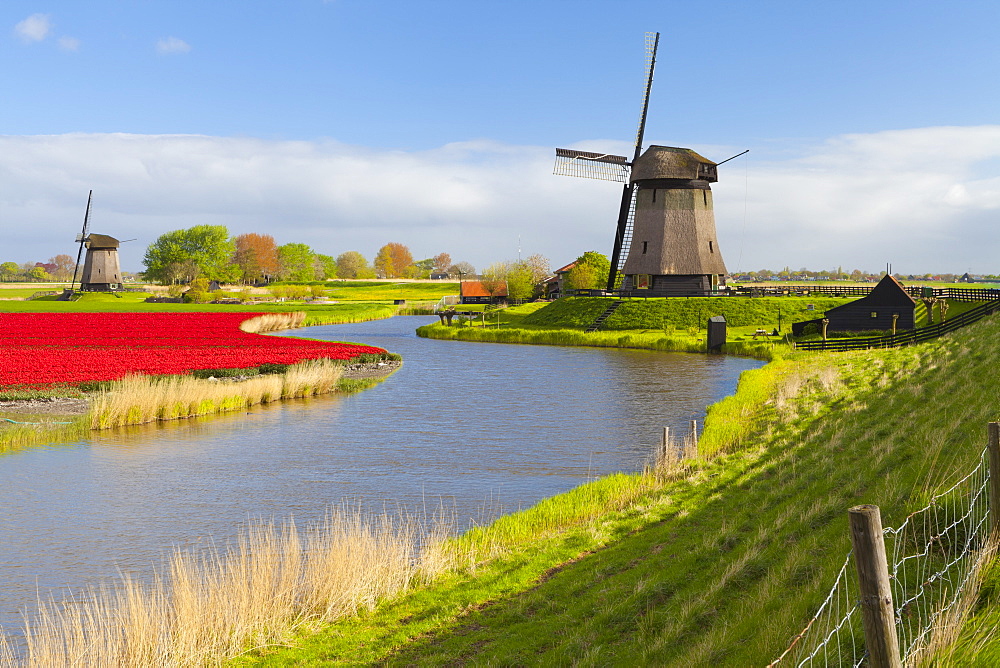 Windmills and tulip field near Schermerhorn, North Holland, Netherlands, Europe