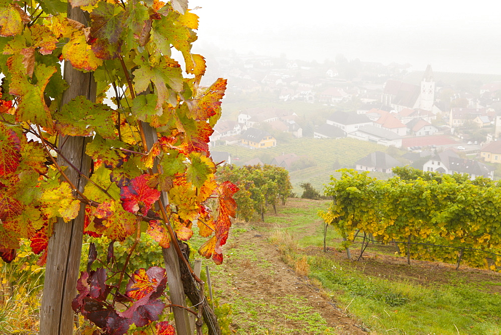 Vineyards above Spitz an der Danau, Wachau, Austria, Europe 