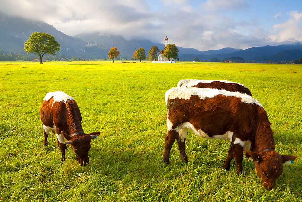 Cattle grazing with Saint Koloman Church and Neuschwanstein Castle in the background, near Fussen, Bavaria, Germany, Europe 