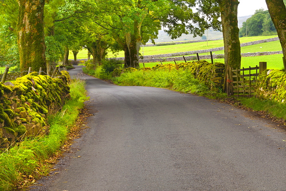 Country road, Yorkshire Dales National Park, Yorkshire, England, United Kingdom, Europe 